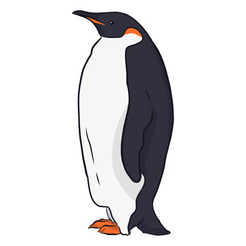 Penguin wing beak tail fat illustration