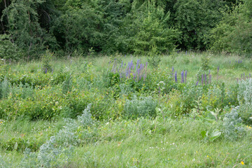 Vibrant wildflower meadow bursting with color: golden yellow flowers, creamy white blooms, and striking violet lupine spires. Dense grasses wave gently toward a wall of fresh summer forest © Margarita