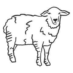 Sheep lamb hoof wool ear doodle © Vexels