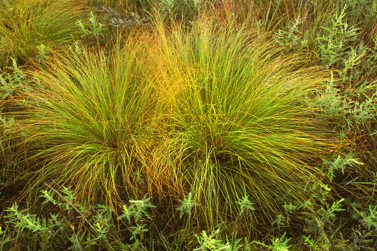 Prairie dropseed grass, Sprobolus heterolepis.