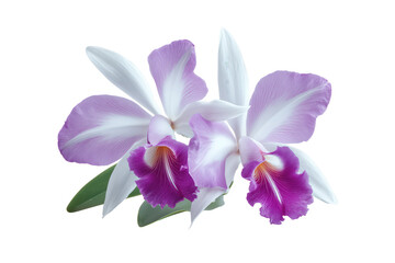 Obraz premium Two cattleya orchids intertwined on transparent background