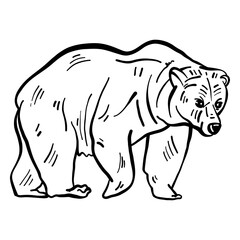Naklejka premium Bear fur grizzly sketch