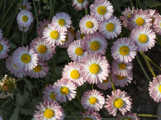 English daisy, Bellis perennis, pink white flowers, closeup top view © Marjatta