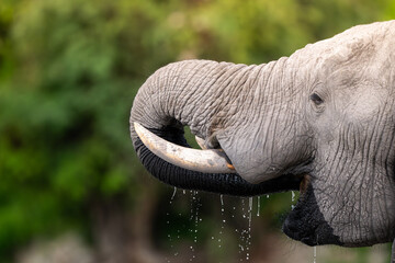 African elephant drinking from CHobe River in Chobe National Park, Botswana