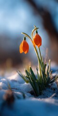 Naklejka premium Orange snowdrops early spring frosty snow patch sunlit petals and green leaves with warm backlight and blue sky tone