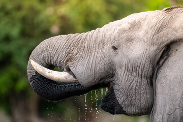 African elephant drinking from CHobe River in Chobe National Park, Botswana