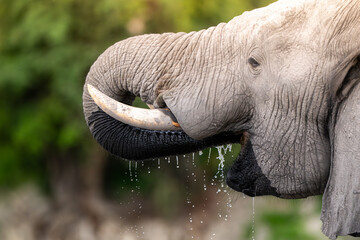 African elephant drinking from CHobe River in Chobe National Park, Botswana