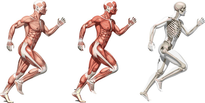 Medical vector illustration showing skeletal and muscular anatomy of a male human figure in a running motion pose