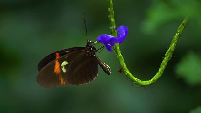 Close up view of postman butterfly collecting nectar from a purple flower on a cloudy spring day in slow motion