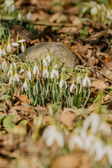 Kwitnące przebiśniegi © rozentuzjazmowany