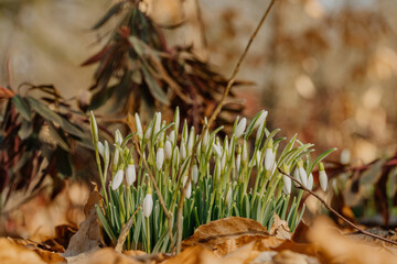 Kwitnące przebiśniegi © rozentuzjazmowany