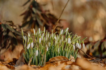 Kwitnące przebiśniegi © rozentuzjazmowany