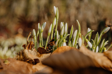 Kwitnące przebiśniegi © rozentuzjazmowany