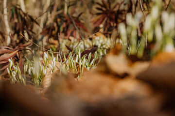 Kwitnące przebiśniegi © rozentuzjazmowany