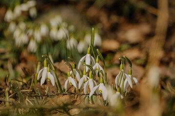 Kwitnące przebiśniegi © rozentuzjazmowany