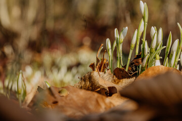 Kwitnące przebiśniegi © rozentuzjazmowany