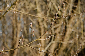 Rośliny budzące się do życia po zimie © rozentuzjazmowany