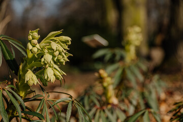 Rośliny budzące się do życia po zimie © rozentuzjazmowany