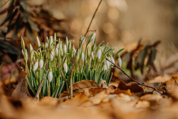 Kwitnące przebiśniegi © rozentuzjazmowany
