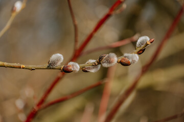 Rośliny budzące się do życia po zimie © rozentuzjazmowany