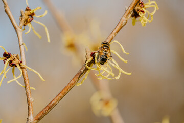 Rośliny budzące się do życia po zimie © rozentuzjazmowany