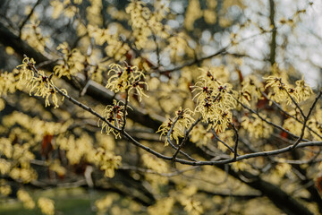 Rośliny budzące się do życia po zimie © rozentuzjazmowany