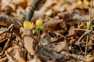 Rośliny budzące się do życia po zimie © rozentuzjazmowany