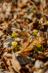Rośliny budzące się do życia po zimie © rozentuzjazmowany