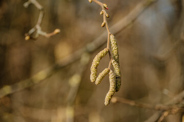 Rośliny budzące się do życia po zimie © rozentuzjazmowany