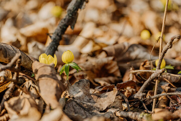 Rośliny budzące się do życia po zimie © rozentuzjazmowany