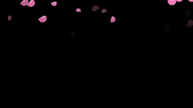 Sakura petals gently falling on black background, seamless loop animation, customizable color effect.
