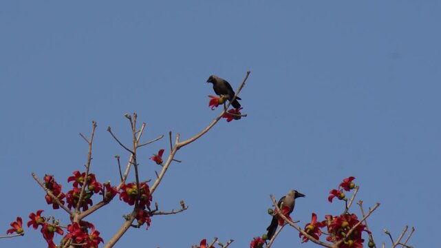Two house crows perched on red silk cotton tree flowers under blue sky