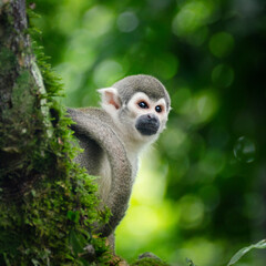 Obraz premium Close-up portrait of a squirrel monkey perched on a moss-covered tree trunk in the Ecuador rainforest. Exotic South American primate in its natural tropical habitat with lush green background.