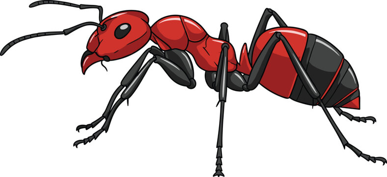Detailed red ant illustration isolated on white background for nature wildlife biological studies and entomology educational science concepts