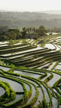 Stunning view of the sun shining over the Jatiluwih Rice Terraces, a UNESCO World Heritage site in Bali, Indonesia, showcasing the beauty of traditional Balinese agriculture. Vertical Shot