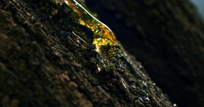 Slow Motion of Golden Resin Flowing From Tree Bark Macro Close Up. Concept of Natural Tree Sap.
