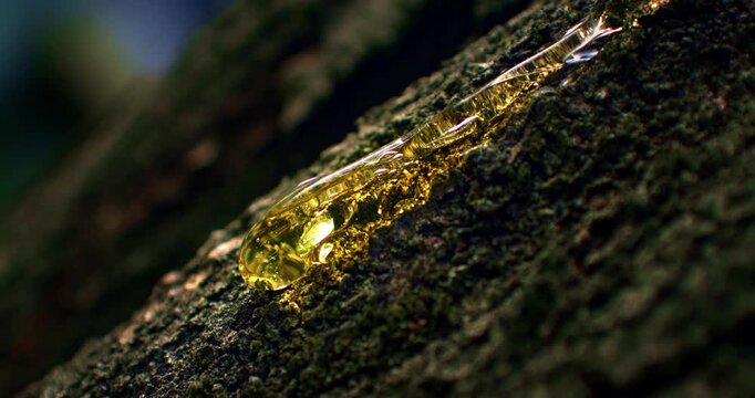 Slow Motion of Golden Resin Flowing From Tree Bark Macro Close Up. Concept of Natural Tree Sap.
