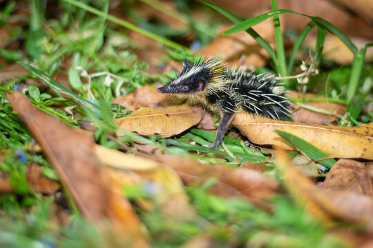Lowland streaked tenrec