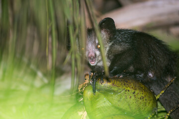 Fototapeta premium aye-aye