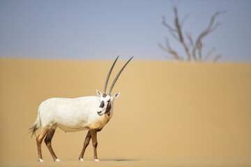 Arabian oryx © tomjunek.com