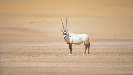 Arabian oryx © tomjunek.com