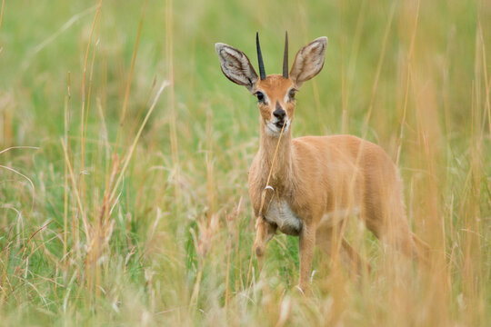 steenbok