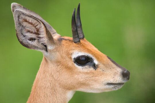 steenbok