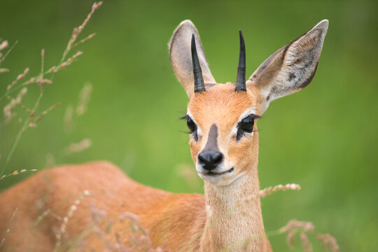 steenbok