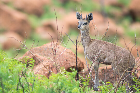 klipspringer