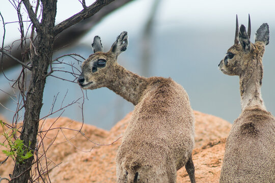 klipspringer