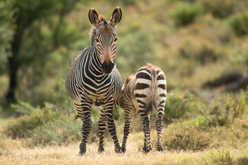 Mountain zebra © TomJunek