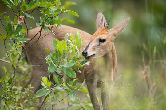 common duiker