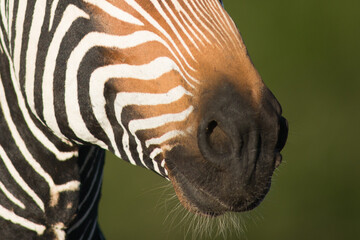 Mountain zebra © TomJunek