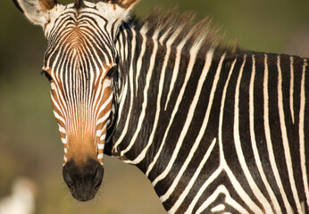 Mountain zebra © TomJunek